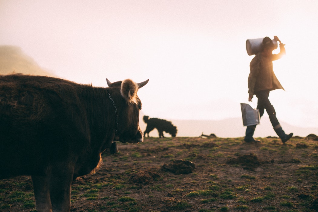 Le lait c’est de la vache, pas du soja !